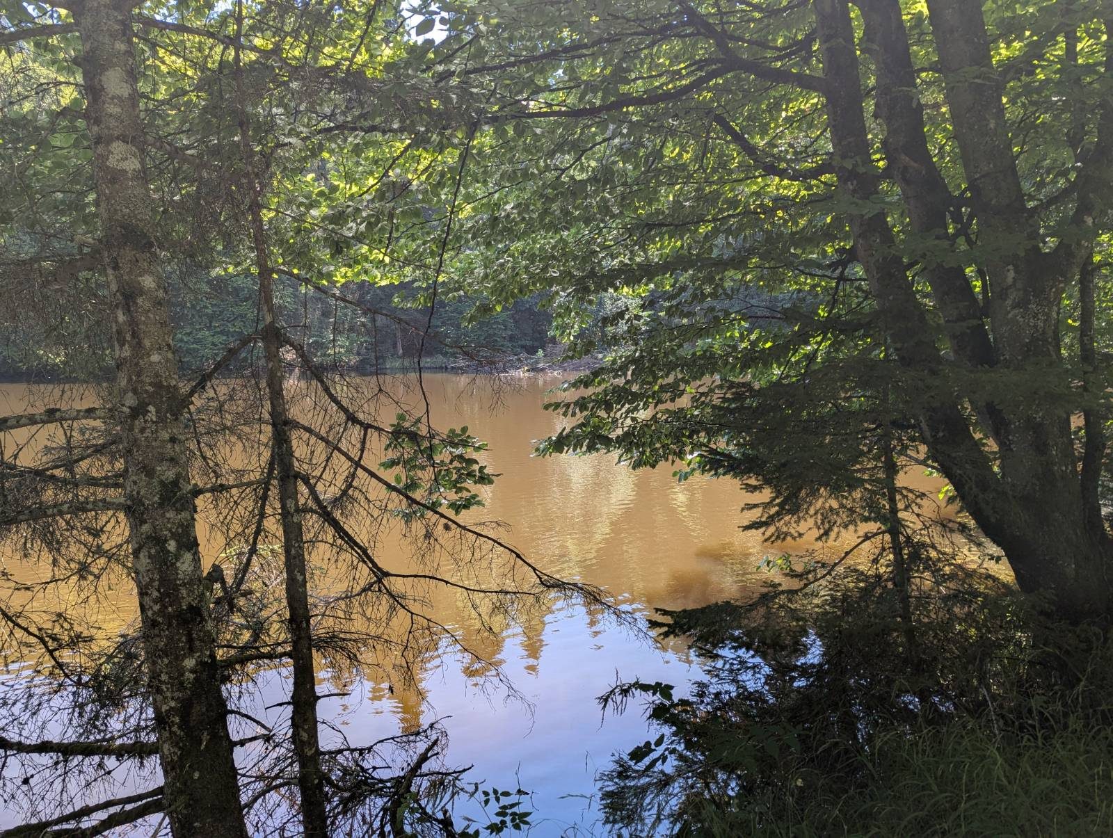 Moorweiher im Wald
